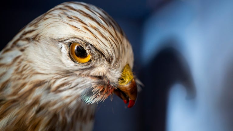 Felbrigg Hall's natural history collection